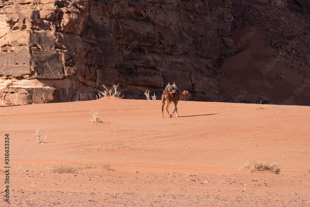 Campo de nomadas Beduinos con camellos. Wadi Rum, Jordania Campo de nomadas Beduinos con camellos. Wadi Rum, Jordania