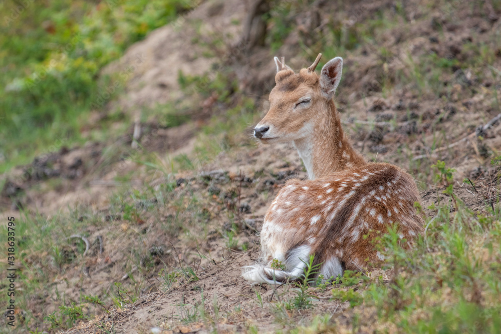Young white tailed deer