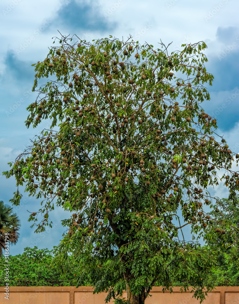 The wicker nests of Black-Headed weaver (Ploceus melanocephalus), also known as yellow-backed weaver, on an Acacia tree branches. The wicker nests of Black-Headed weaver (Ploceus melanocephalus), also known as yellow-backed weaver, on an Acacia tree branches.
