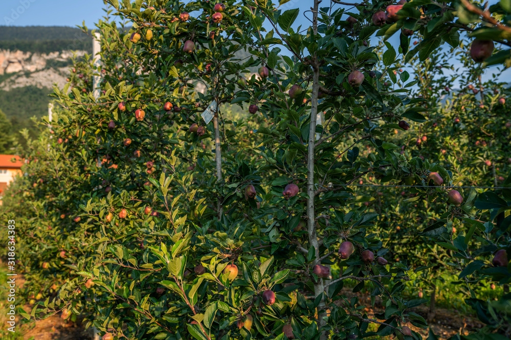 Agriculture. Rows of apple trees grow. Fruit production region. Trentino Alto Adige, Italy, Europe. Agri tourism. Tourist travel visiting apple orchards site. Fruit production region.