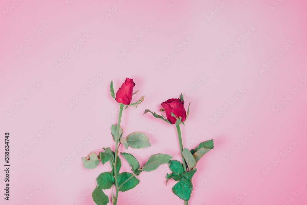flat lay decorate design for valentine's day with red rose on pink pastel background and copy space