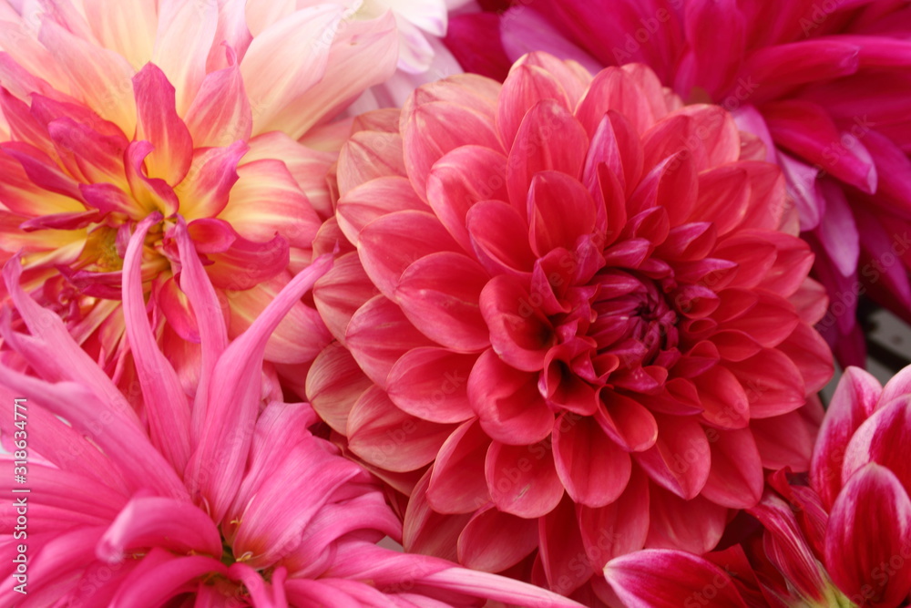 Bouquet of dahlias arranged for viewing and sale