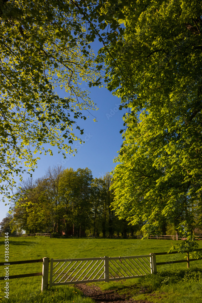paddock and trees with fresh green spring leaves paddock and trees with fresh green spring leaves