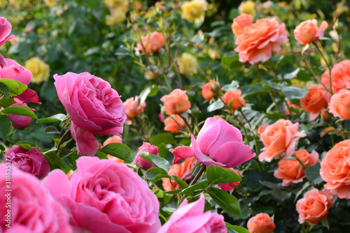 Garten 967