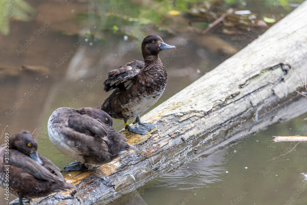 Fototapeta premium photo of a Beautiful duck in the wild in bavarian forest, germany