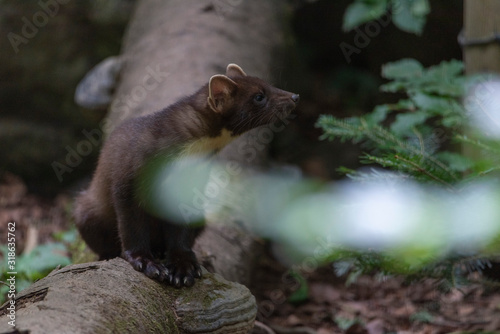 Close up of a mink (neovison vison); bavarian forest