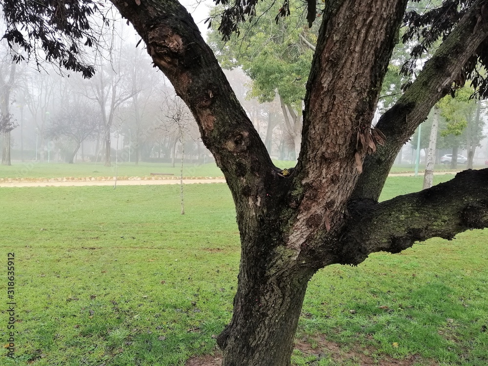 Fototapeta premium parque en un diá de niebla
