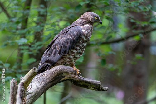 Close-up portrait of European honey buzzard (Pernis apivorus) also known as Common pern.