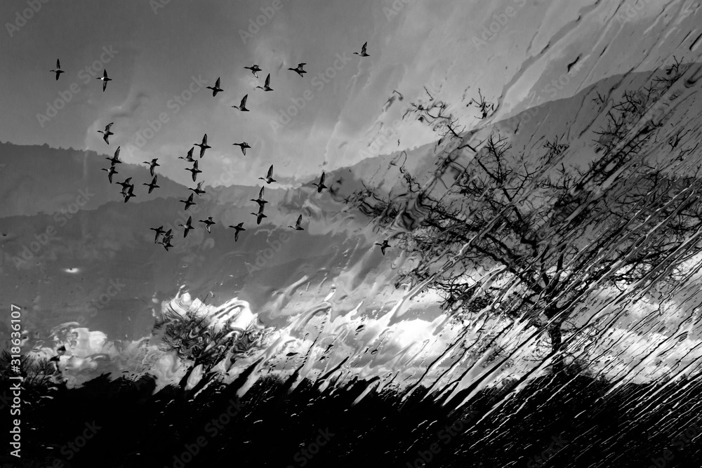 Obraz premium Abstract nature and birds. Double exposure effect. Nature background.