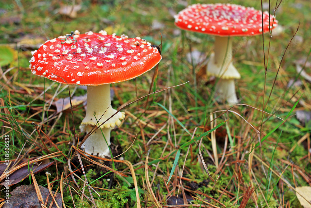Fototapeta premium Amanita muscaria