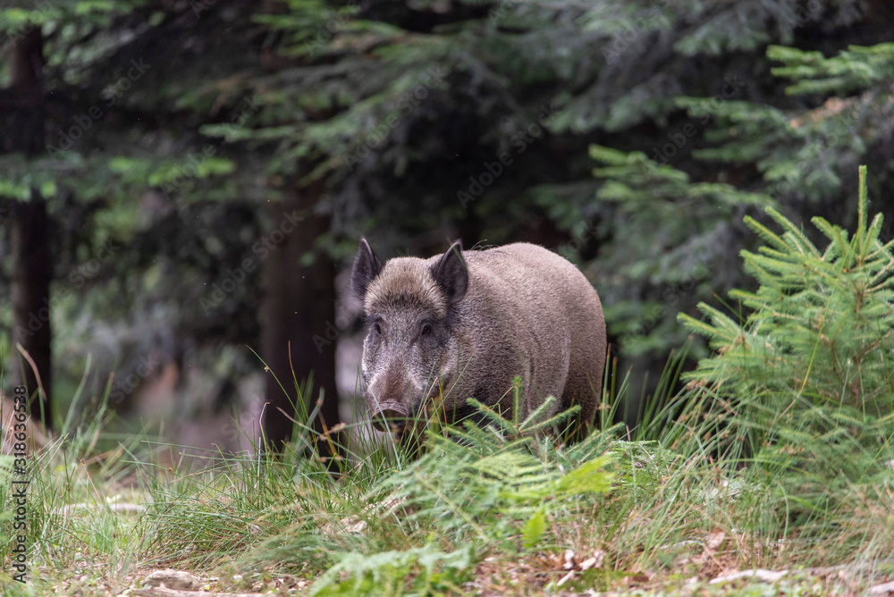 Sus scrofa. The wild nature of the bermany. Sus scrofa. The wild nature of the bermany.