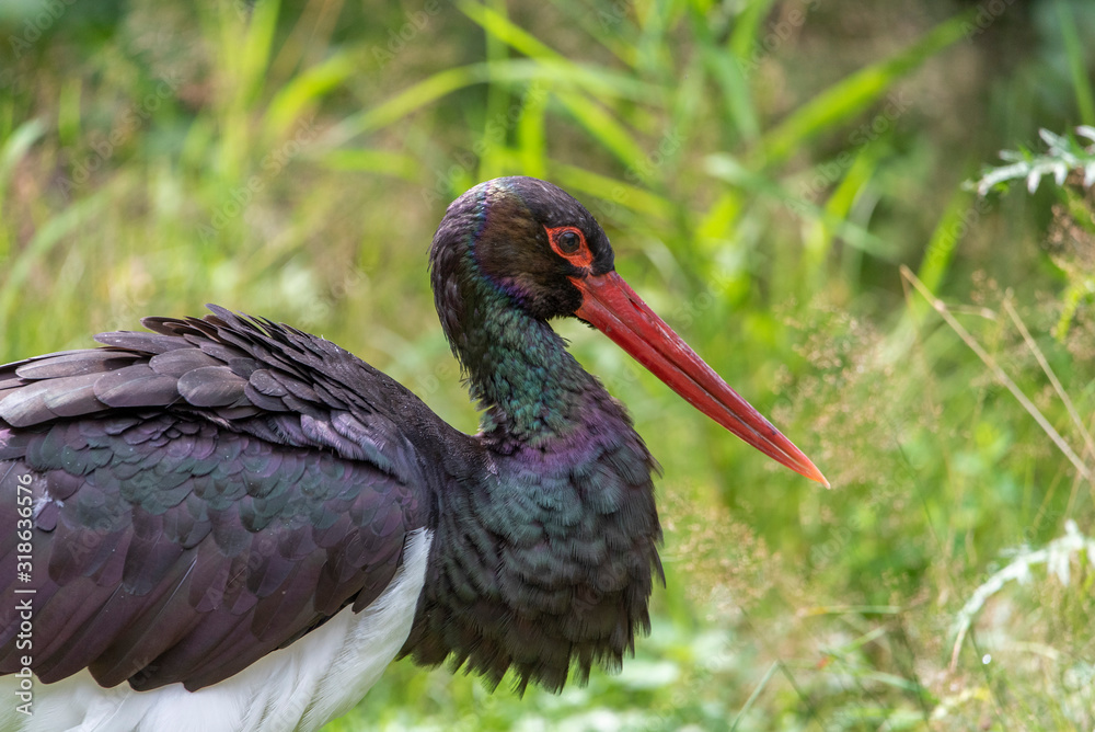 Naklejka premium Black stork, Ciconia nigra in a german nature park