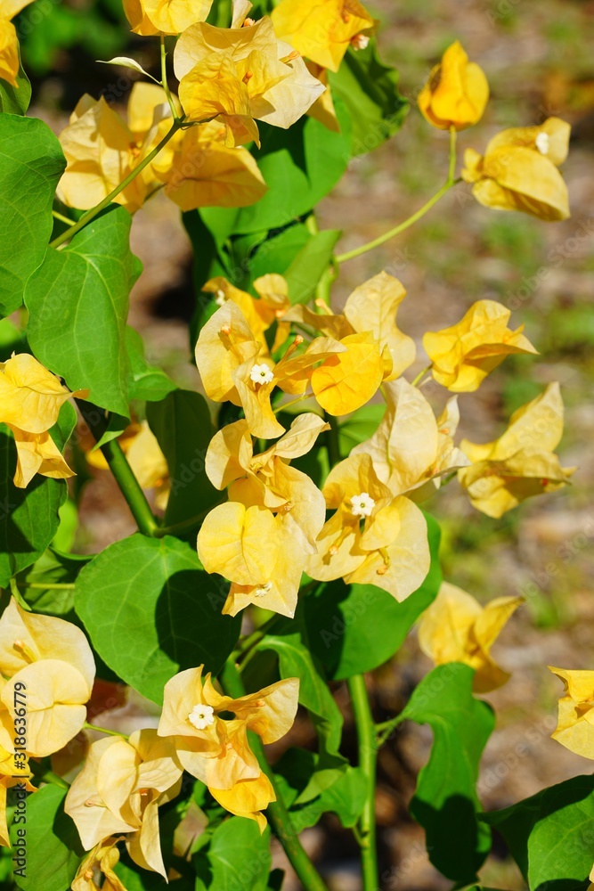 Orange yellow flowers of a tropical Bougainvillea vine
