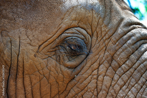 eye of an elephant