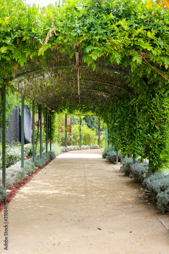 Outdoor path covered with lovely green foliage.
