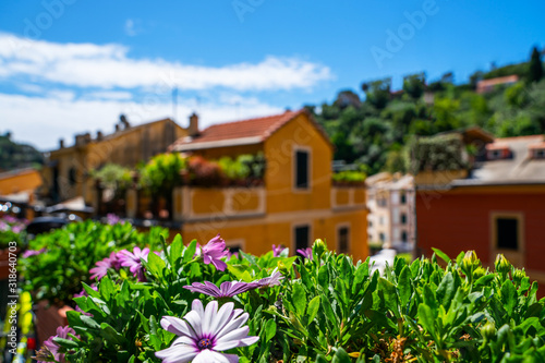 Typical italian village Portofino with colorful houses in Italy, Liguria sea coast.