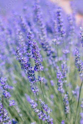 Purple lavender flowers in bloom