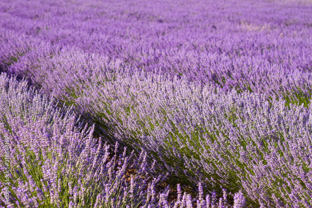 Obraz premium Purple lavender fields in bloom