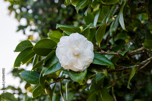white camellia opening in the green tree