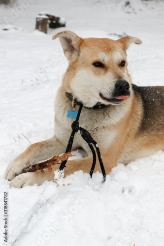 close-up of a big dog with a stick lying in the snow