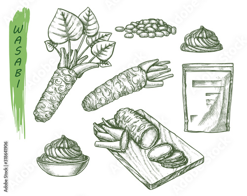 Photo Vector sketch for wasabi or japanese sashimi