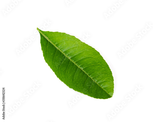 Studio shot young green Asian lime leaf isolated on white