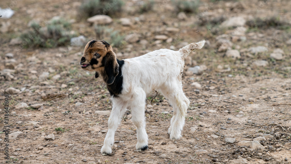 Cute brown white baby goat cub on lawn Cute brown white baby goat cub on lawn