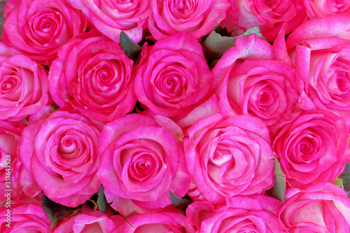 colorful violet colored roses top view close up, natural background