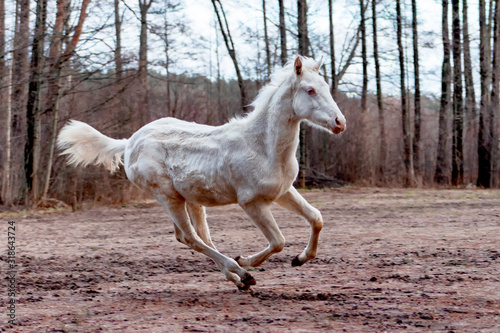 Young cremello akhal teke breed foal running in gallop in late autumn in the sand with trees in the background. Animal in motion.