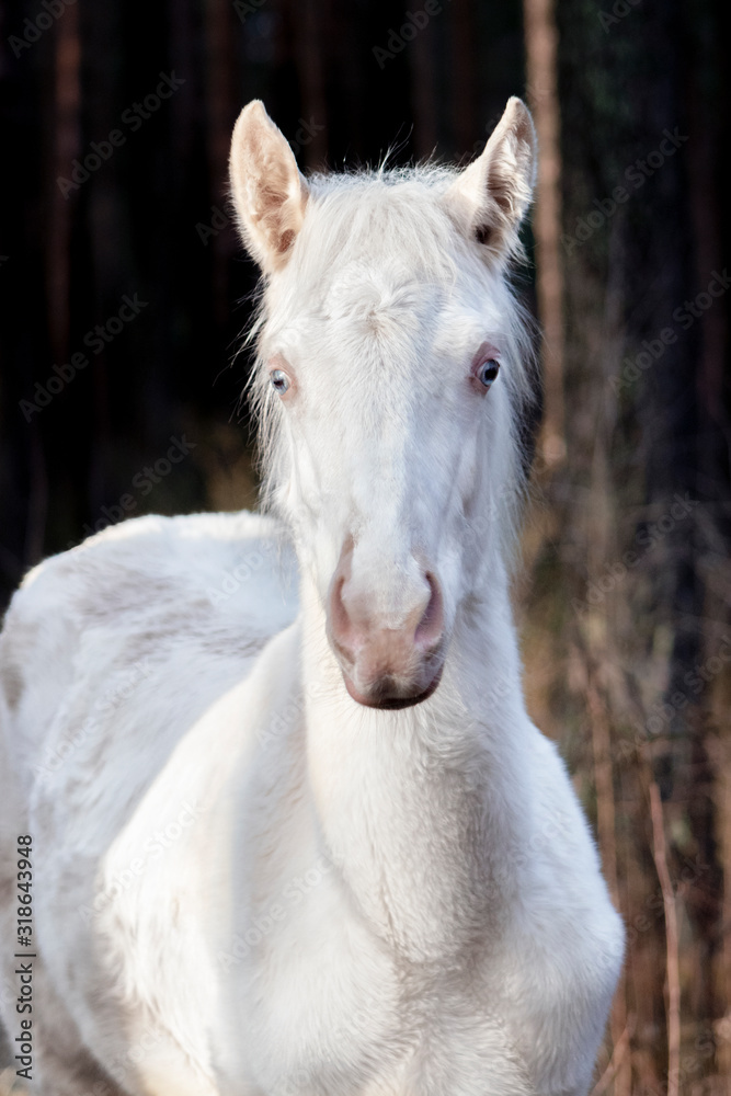 Young cremello akhal teke breed foal standing in the late autumn yellow grass and looking witj dark background. Animal portrait.