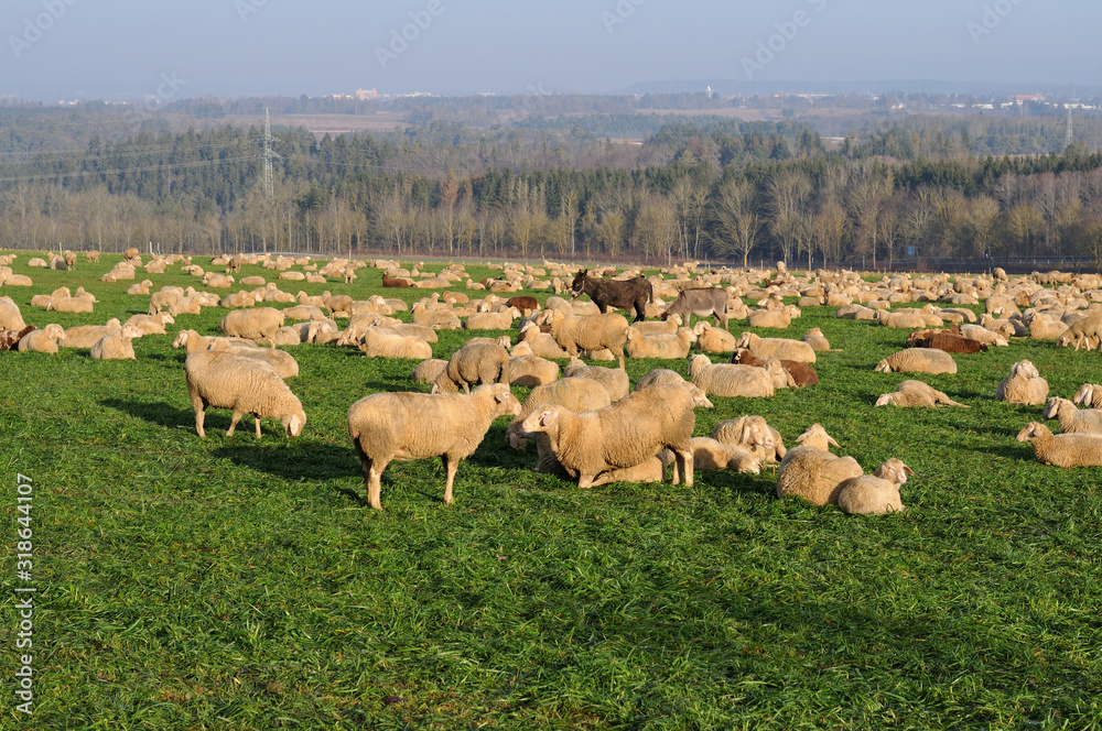 Obraz premium donkeys and sheep together on a pasture