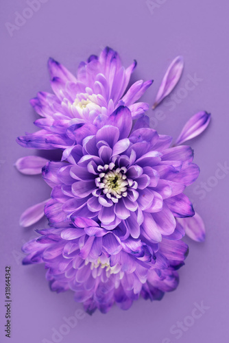 purple flower isolated on purple background