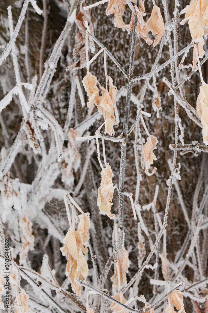 frost on the leaves frost on the leaves