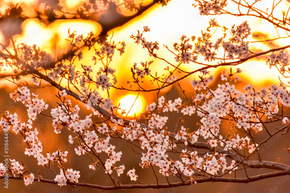 桜 夕焼けに照らされている桜の花 日本 Cherry Blossoms Cherry Blossoms Lit By The Sunset Japan Airport Cherry Blossoms Stock Photo Adobe Stock
