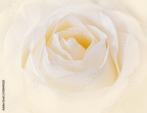pale white rose flower close up  soft and airy romantic background