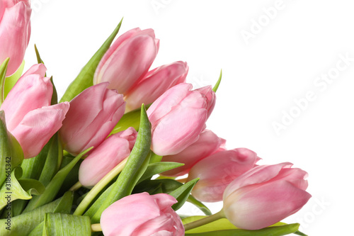 Beautiful pink tulips isolated on white background, close up