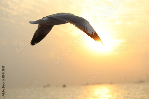 seagull in flight