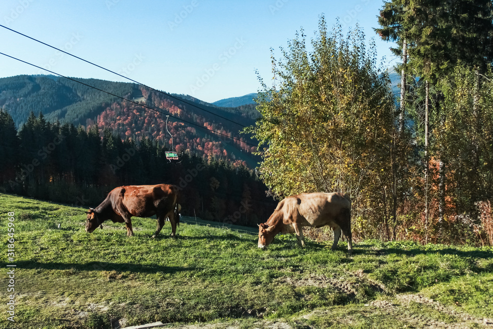 Fototapeta premium two cows on mountains hill 