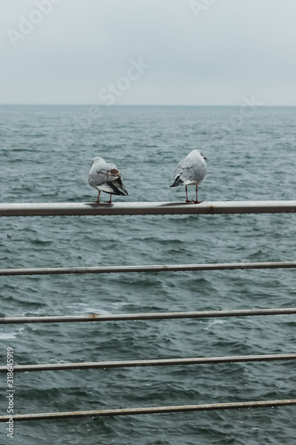 two seagull watch at the storm sea