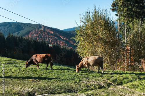 two cows on mountains hill 