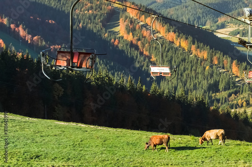 cows on pasture in hill