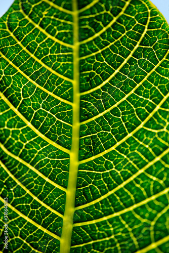 texture of green leaff, flowers at closeup, makro, närbild, sweeden, stockholm, nacka, sverige photo