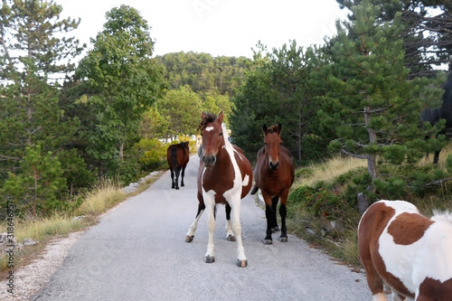 Beautiful wild horses on Biokovo mountain in Dalmatia, Croatia. Selective focus.