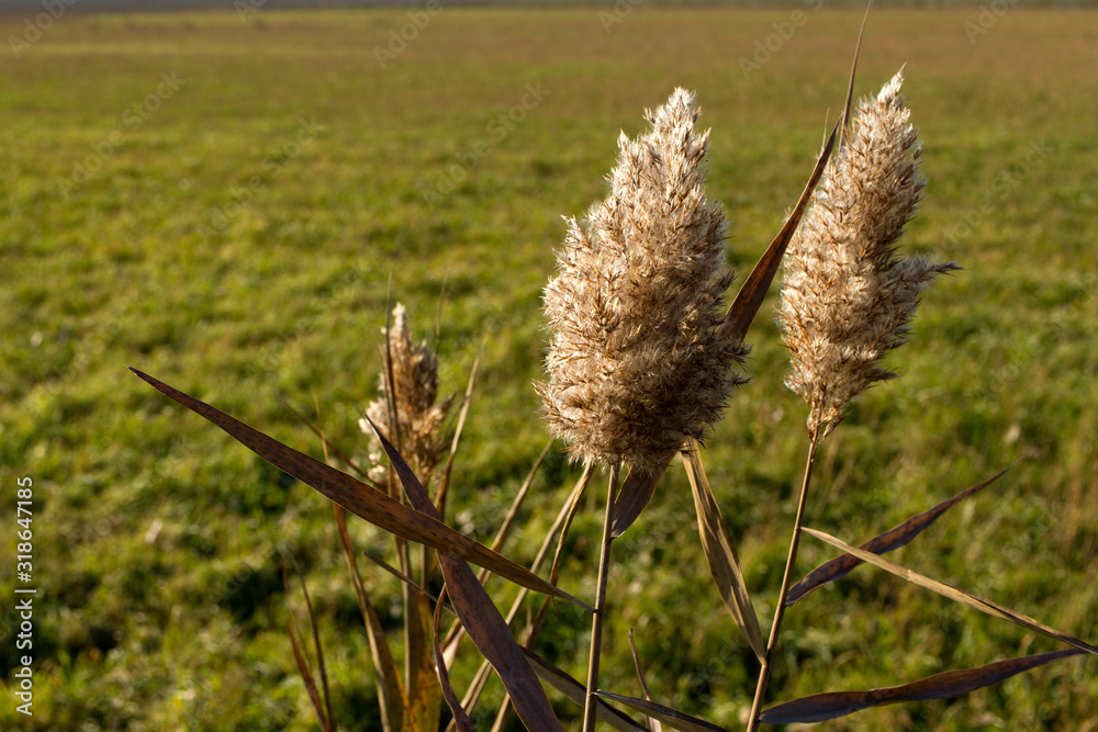 Phragmites australis cannuccia di palude con semi Phragmites australis cannuccia di palude con semi