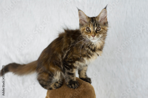 Maine Coon kitten sitting on a scratching post