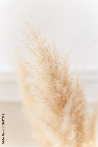 Fototapeta Naklejka Na Ścianę i Meble -  Macro photography of flowers and plants, yellow ears of rye and wheat on a white background, dried flowers for home decor, 8 march, selective focus