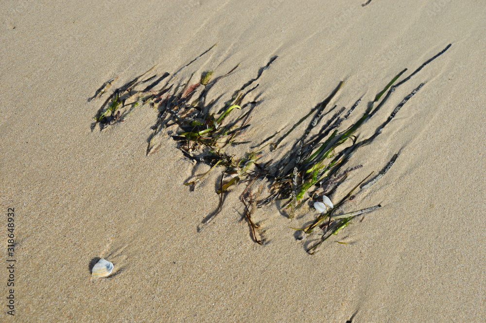 Obraz premium sand background with seaweed and shell