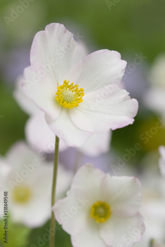 Spring flower - Anemone sylvestris