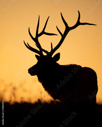 Bull Elk silhouette