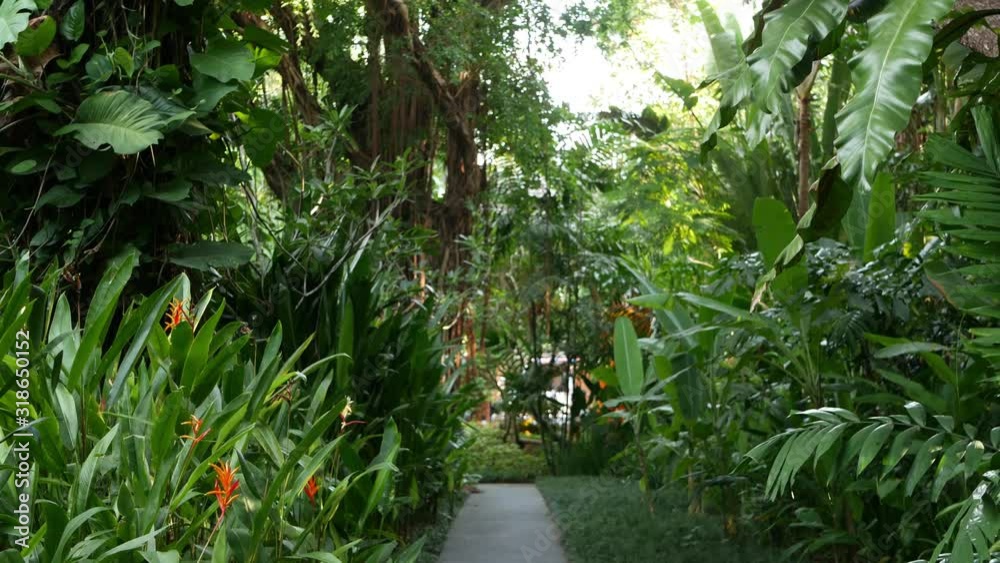 Beautiful landscape of exotic tropical garden. Dense impassable tropical garden populated by beautiful exotic plants Beautiful landscape of exotic tropical garden. Dense impassable tropical garden populated by beautiful exotic plants